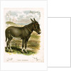 Illustration of Donkey by Anonymous