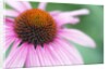 Close-Up of Echinacea Flower by Anonymous