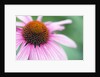 Close-Up of Echinacea Flower by Anonymous