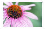 Close-Up of Echinacea Flower by Anonymous