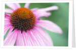 Close-Up of Echinacea Flower by Anonymous