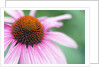 Close-Up of Echinacea Flower by Anonymous