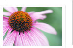 Close-Up of Echinacea Flower by Anonymous