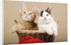 Two Kittens in a Basket by Anonymous