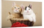 Two Kittens in a Basket by Anonymous