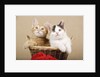 Two Kittens in a Basket by Anonymous