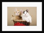 Two Kittens in a Basket by Anonymous