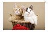 Two Kittens in a Basket by Anonymous