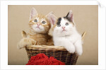 Two Kittens in a Basket by Anonymous
