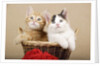 Two Kittens in a Basket by Anonymous