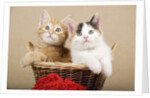 Two Kittens in a Basket by Anonymous