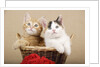 Two Kittens in a Basket by Anonymous
