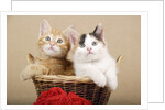 Two Kittens in a Basket by Anonymous