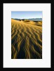 Ripples in Sand by Anonymous
