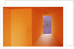 Colorful Architecture in Cabo San Lucas by Anonymous