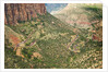 Winding Road in Zion National Park by Anonymous