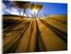Poplar Trees on Sand Dunes in the Tengger Desert by Anonymous