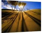 Poplar Trees on Sand Dunes in the Tengger Desert by Anonymous