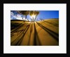 Poplar Trees on Sand Dunes in the Tengger Desert by Anonymous