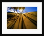 Poplar Trees on Sand Dunes in the Tengger Desert by Anonymous