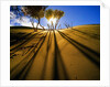 Poplar Trees on Sand Dunes in the Tengger Desert by Anonymous