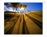 Poplar Trees on Sand Dunes in the Tengger Desert by Anonymous