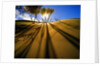 Poplar Trees on Sand Dunes in the Tengger Desert by Anonymous