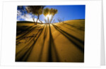 Poplar Trees on Sand Dunes in the Tengger Desert by Anonymous