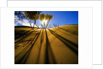 Poplar Trees on Sand Dunes in the Tengger Desert by Anonymous