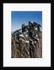 Pine Trees at Top of Yellow Mountains in Spring by Anonymous