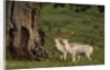 White Fallow Deer Stags Standing by Tree by Corbis