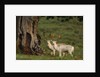 White Fallow Deer Stags Standing by Tree by Corbis