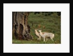 White Fallow Deer Stags Standing by Tree by Corbis