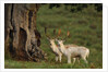 White Fallow Deer Stags Standing by Tree by Corbis