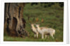 White Fallow Deer Stags Standing by Tree by Corbis