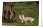 White Fallow Deer Stags Standing by Tree by Corbis