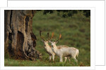 White Fallow Deer Stags Standing by Tree by Corbis