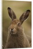 Mountain Hare with Summer Coat by Anonymous