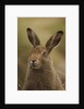 Mountain Hare with Summer Coat by Anonymous