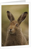 Mountain Hare with Summer Coat by Anonymous