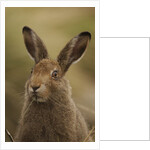 Mountain Hare with Summer Coat by Anonymous