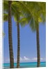 Palm Trees on Beach by Anonymous