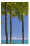 Palm Trees on Beach by Anonymous