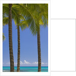 Palm Trees on Beach by Anonymous