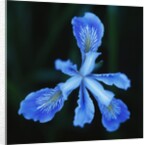 Blue Flower by Anonymous