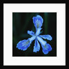 Blue Flower by Anonymous