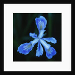Blue Flower by Anonymous