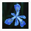 Blue Flower by Anonymous
