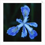 Blue Flower by Anonymous