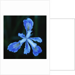 Blue Flower by Anonymous